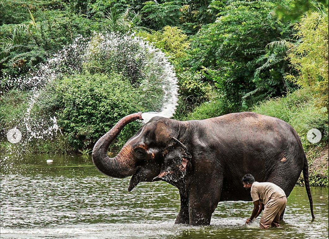 Madhuri the Elephant